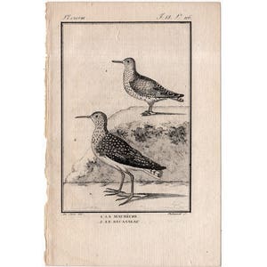 c. 1775 ANTIQUE BIRD engraving •  original antique print • antique bird print • ornithology print • Buffon print • red knot & sanderling