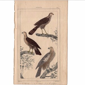c. 1831 FALCONS engraving - original antique print - ornithology avian birds - antique bird print - bird of prey - falcon eagle hawk