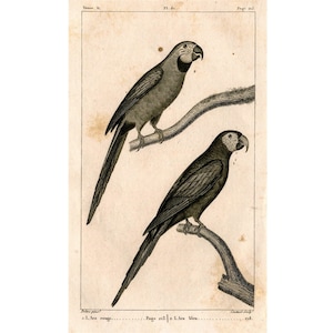 c. 1817 PARROTS engraving - original antique print - ornithology print • avian birds - Buffon animal print • parrot print