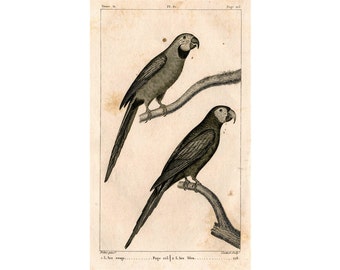 c. 1817 PARROTS engraving - original antique print - ornithology print • avian birds - Buffon animal print • parrot print
