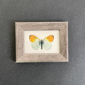 TINY! c. 1963 FRAMED BUTTERFLY lithograph • original vintage print • butterflies print • Lepidoptera print - butterflies & moths