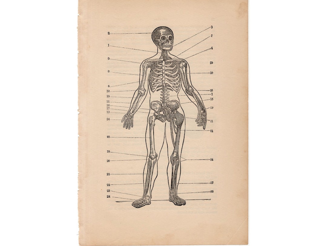 C 1926 SKELETON Lithograph • Original Antique Print • Human Anatomy ...