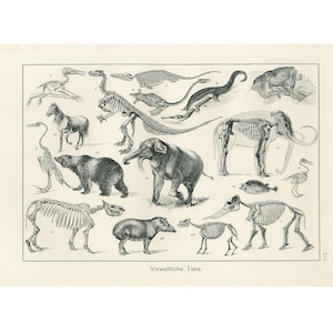c. 1890 PREHISTORIC ANIMALS & SKELETONS print - original antique print • dinosaurs print - Diluvian landscape - Duria Antiquior - extinct