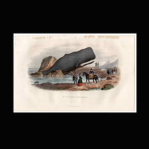 May include: A vintage illustration of a sperm whale beached on a rocky shore. People are gathered around the whale, some on horseback, while others are standing on the shore. The image is titled "LE PHYSALE CYLINDRIQUE."
