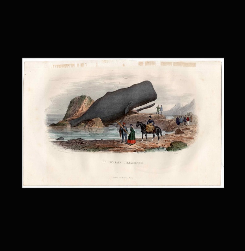 May include: A vintage illustration of a sperm whale beached on a rocky shore. People are gathered around the whale, some on horseback, while others are standing on the shore. The image is titled "LE PHYSALE CYLINDRIQUE."