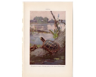 PAINTED TERRAPIN lithograph c. 1934 - original vintage reptile print -  saw-jawed turtle print - critically endangered animal