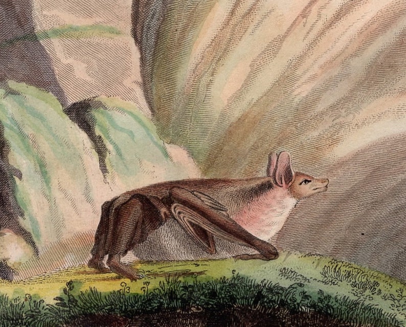 by Buffon Cuvier chauve souris pipistrelle vampire 1830 ANTIQUE BAT PRINT original antique hand colored engraving of flying bats c