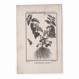 1775 年頃のアンティーク植物彫刻 • オリジナルアンティークプリント • ビュフォン植物 • 植物、花、ガーデンプリント • 植物学プリント • アリストロケ