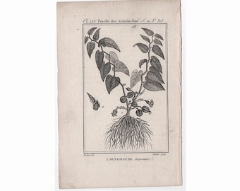c. 1775 Grabado botánico antiguo • Grabado antiguo original • Botánicos de Buffon • Grabado de plantas, flores y jardín • Grabado botánico • Aristoloche