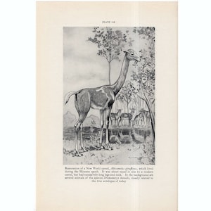 c. 1934 PREHISTORIC ANIMAL lithograph - New World Camel print - vintage extinct animal print - Smithsonian Museum Natural History - dinosaur