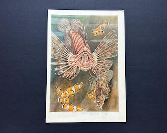 LION FISH & CLOWNFISH lithograph c. 1945 • original vintage print • large sea life print • underwater landscape • anemone fish