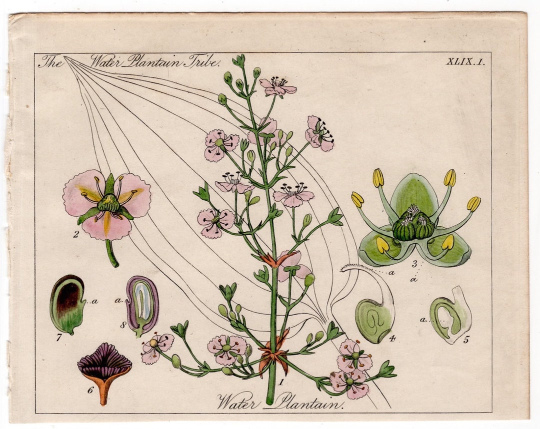 TINY ANTIQUE BOTANICAL Engraving C. 1848 - Original Antique - Botany ...