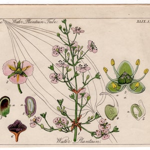 1848 年頃の植物彫刻 - オリジナルのアンティーク プリント - 植物学のプリント - 手彩色の彫刻 - 花のプリント 花柄 - オオバコの部族