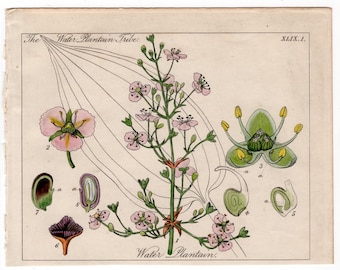 c. 1848 BOTANICAL engraving - original antique print - botany print - hand colored engraving - flower print  floral - water plantain tribe