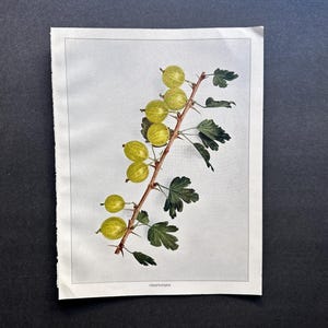 c. 1925 GOOSEBERRY prints • original antique prints • berry prints • fruit prints • ribe prints • botanical print • yellow berries