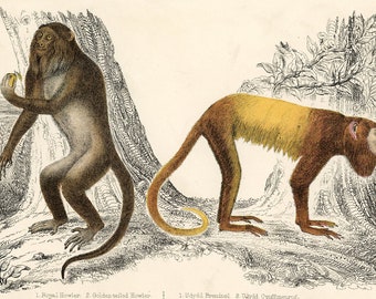 1850 Impresión de monos aulladores • impresión antigua original