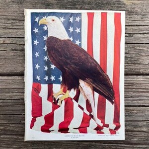 c. 1914 AMERICAN BALD EAGLE lithograph • original antique print • bird of prey print - bird print • Audubon print • photolithograph