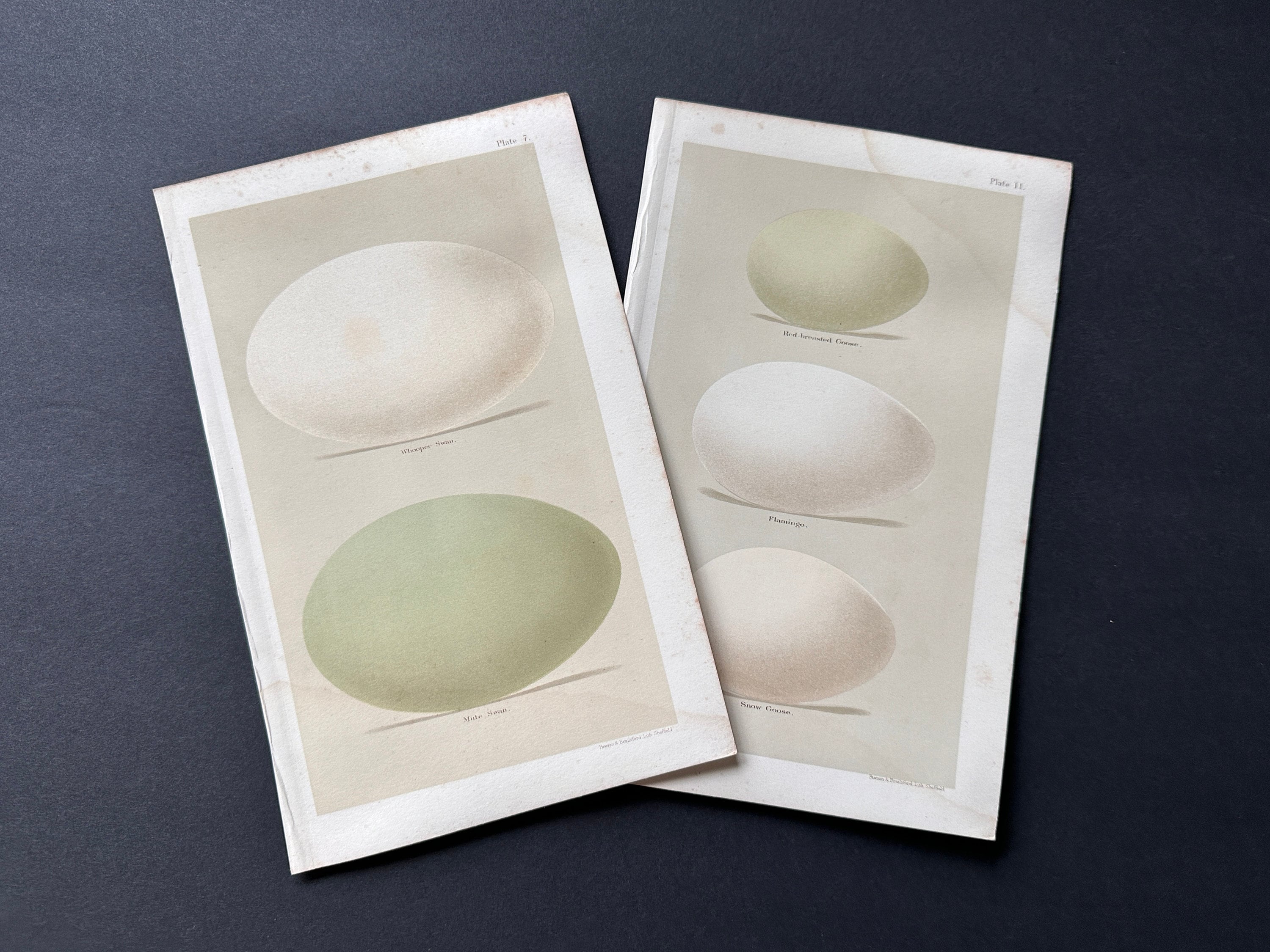 C. 1896 ANTIQUE EGG Prints • Set of 2 Original Antique Prints • Bird ...