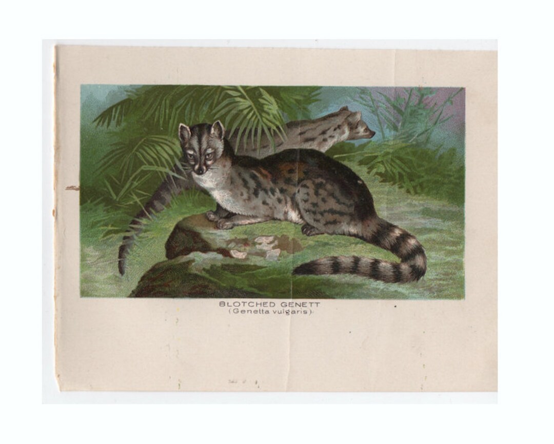 Genet - C. 1895 Blotched Genett Print Original Antique African Animal ...