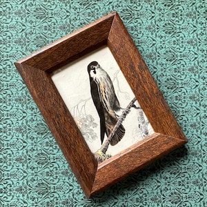 tiny! c. 1837 BIRD OF PREY framed engraving • original antique print • antique bird print • birds print • Hbby Falcon • ready to display