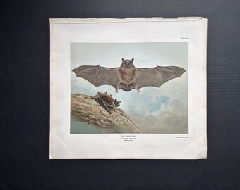 large c. 1904 SEROTINE BATS lithograph • original antique print • Halloween decor • chiroptera • chauve souris • vampire • bat print