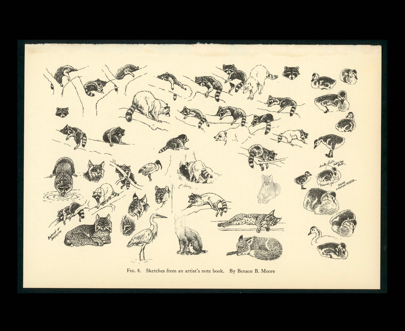 c. 1934 ANIMAL SKETCHES lithograph - vintage animal print - Zoo animal from National Zoological Park - raccoon fox birds print - light paper