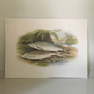 c. 1879 ANTIQUE FISH print • original antique print • sea life • marine life • beach Houghton • freshwater fish • graining & dace minnow