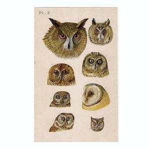 c. 19thC OWL HEADS lithograph • original antique print • bird print • owl print • bird of prey • barn owl • short eared owl • animal print
