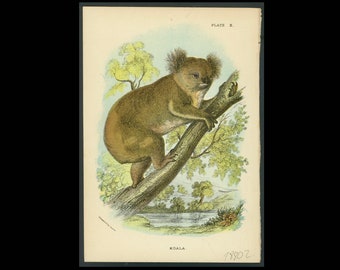 ENDANGERED! c. 1896 KOALA lithograph • original antique print • Australian animal • Marsupial print • Australia • Koala Bear • native bear