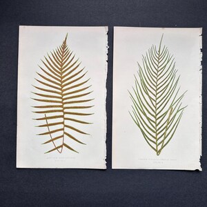 c. 1872 FERN lithographs • set of 2 original antique prints • Lowe botanical print • green ferns print • fern frond print • fern prints