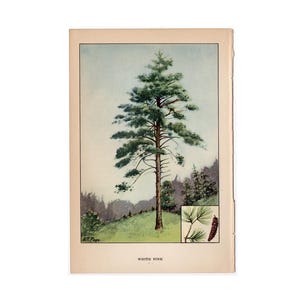 c. 1930 WHITE PINE TREE lithograph • original vintage print • tree print • plant print • botanical print • trees print