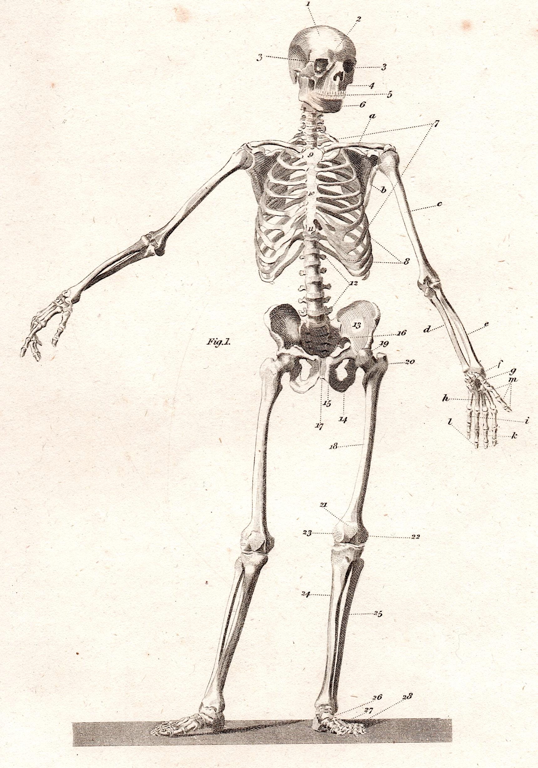 骸骨 • 表裏の版画 1809年頃 • オリジナルアンティーク版画2枚セット