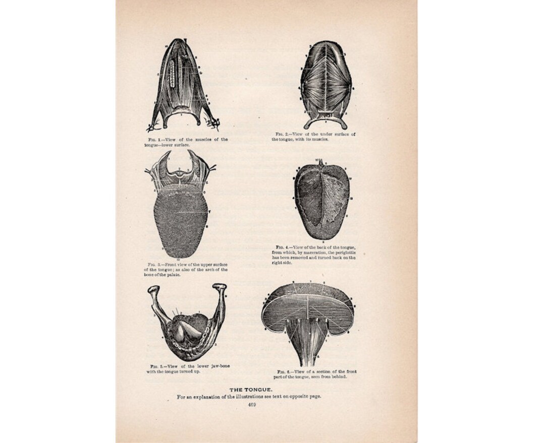1901 TONGUE MOTUH ANATOMY Print Original Antique Medical Human Anatomy ...