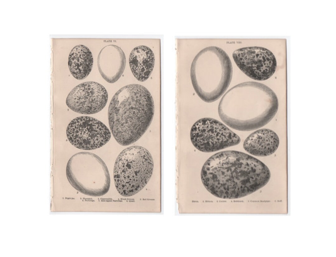 C. 1898 ANTIQUE EGG PRINTS - Original Antique Prints - Bird Eggs Print ...