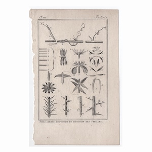 1775 年頃のアンティーク植物彫刻 • オリジナルのアンティーク プリント • ビュフォン植物図 • 植物、花、ガーデン プリント • 植物学プリント • 茎