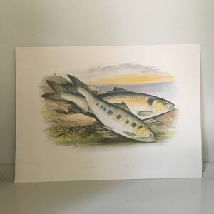 c. 1879 ANTIQUE FISH print • original antique print • sea life • marine life • beach house art by Houghton • shad print