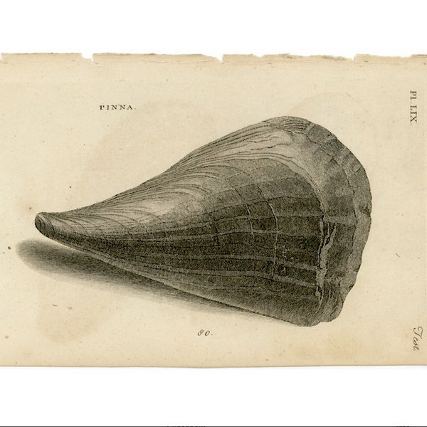 c. 1777 ANTIQUE SHELL engraving - original antique print - sea shore - ocean print - brittle pinna shell
