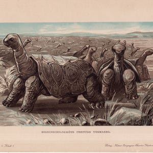 H. 1902 TESTUDO VOSMAERI Lithographie • original antiker Druck • Fossile Reptilien • Ausgestorbene Tierart • Schildkröte