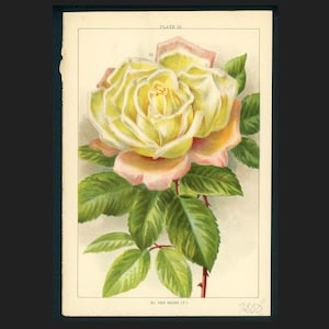 c. 1903 ROSES lithograph • original antique print • botanical print • Valentine bouquet print • floral print • The Bride white rose