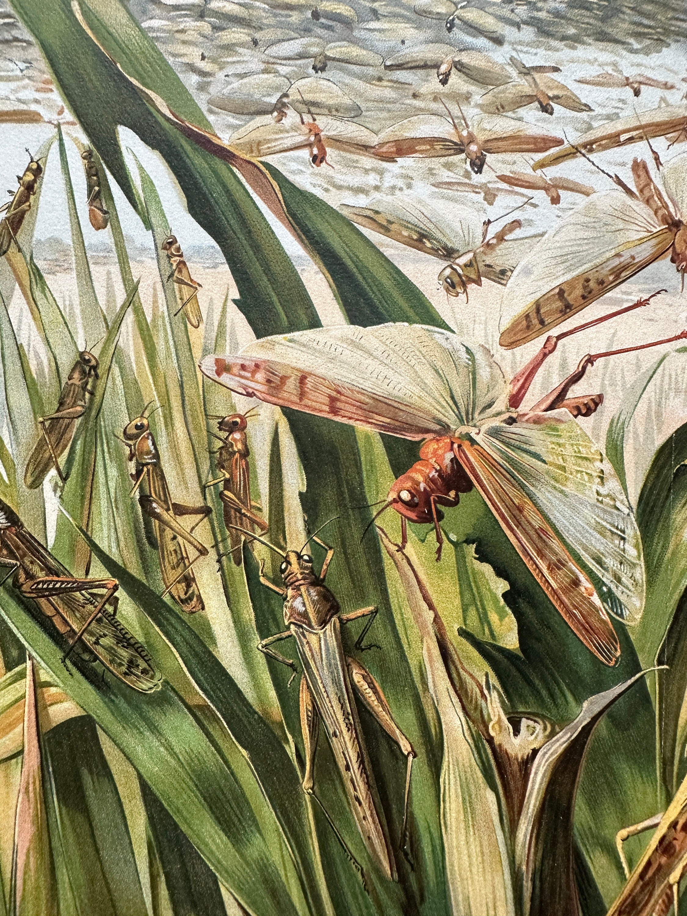イナゴの大群 リトグラフ 1900年頃 - オリジナルアンティークプリント • 昆虫の版画 • バッタ • 昆虫学の版画 • イナゴの大群 -  Etsy 日本