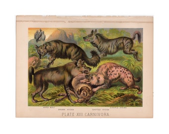 c. 1880 WOLF HYENA lithograph - original antique print - antique animal print • wild life • mammal zoology print - animal habitat