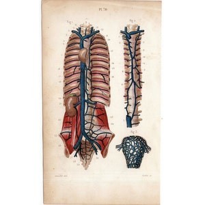1846 VEINS engraving • original antique print • human anatomy print - circulation system print - medical illustration • arteries print