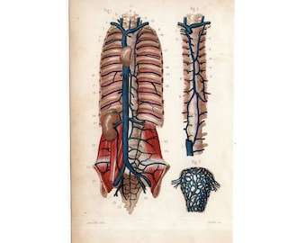 1846 VEINS engraving • original antique print • human anatomy print - circulation system print - medical illustration • arteries print