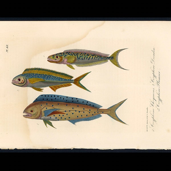 C. 1833 Litografía de PECES EXÓTICOS • grabado antiguo original • coloreado a mano • estampado de vida marina • estampado de peces tropicales • dorado