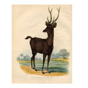 RUSE DEER engraving c. 1810 • original antique print • aka the Samboo Stag print • hand colored engraving • deer print • antlers print