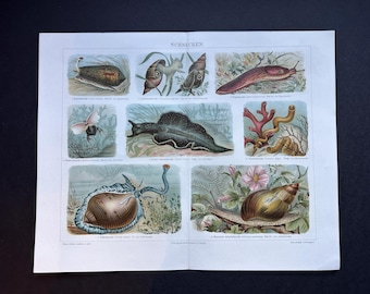 GASTROPODS lithograph c. 1875 • original antique print • marine animals • mollusk • sea life print • sea slug • nudibranch • snails print