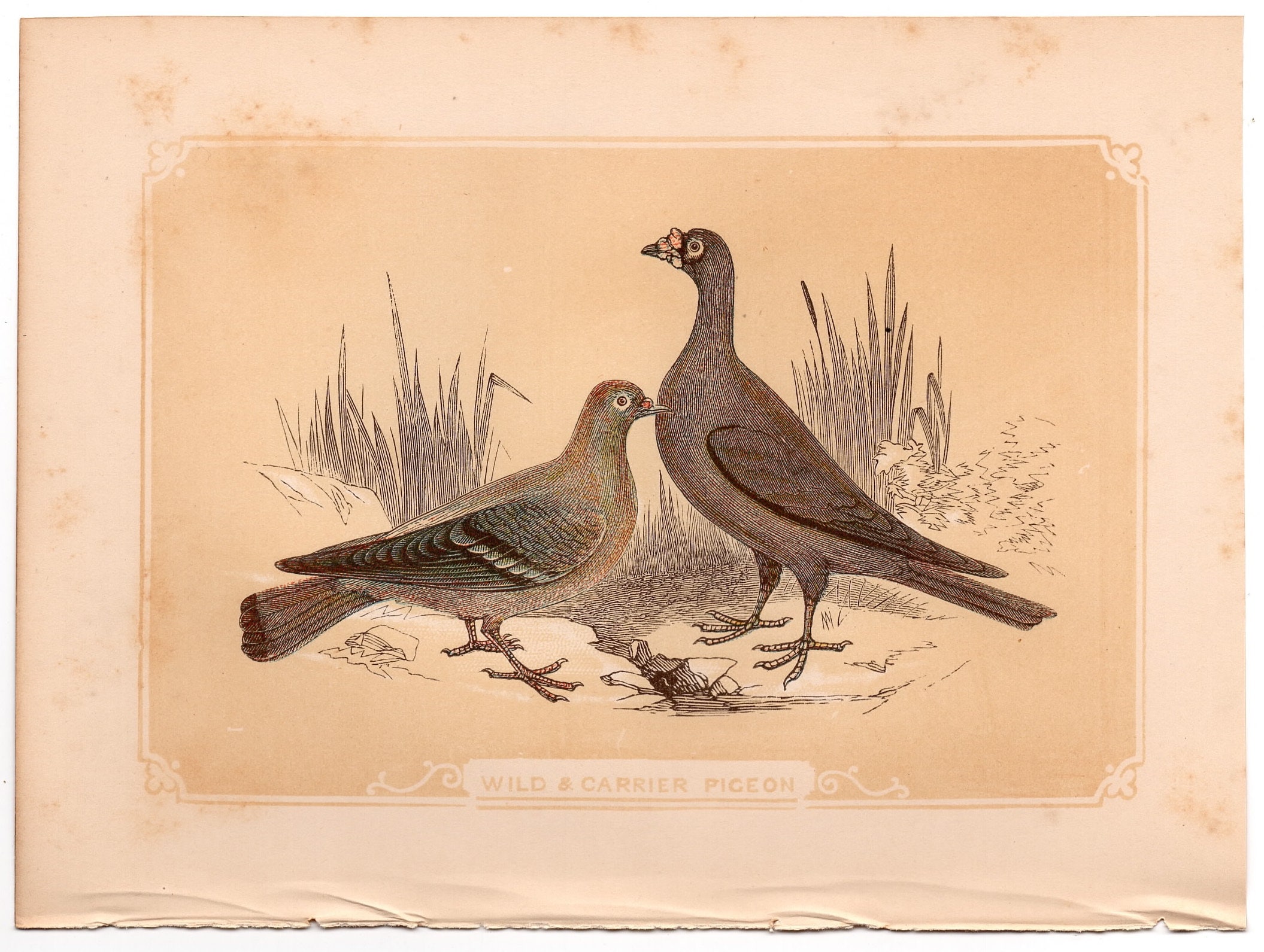 game bird carriers