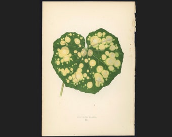 c.1872 ANTIQUE LEAF PRINT - botanical lithograph - original antique print by Lowe - leaved plant horticulture leaves foliage -