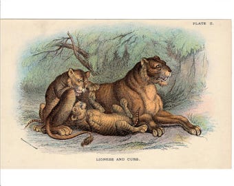 c. 1894 LIONESS AND CUBS lithograph - original antique print - african safari animal big cat lion mother's day gift