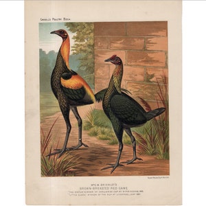 C. 1890 Litografía de AVES de CORRAL • impresión antigua original • gallo y gallina • litografía de aves • Impresión de pollos Brown Breasted RedGgame